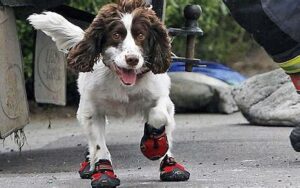 Read more about the article 穿球鞋的狗狗