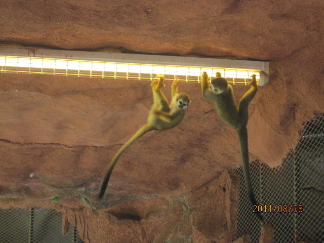 You are currently viewing AFAMOSA动物园里的猴子岛