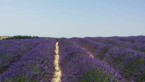 Read more about the article 2015.07.02 法国南部（八）圣十字湖（Lac de Sainte-Croix）- 凡尔登峡谷（Verdon）