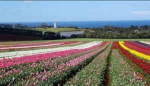 Read more about the article 2016年11月30日 塔斯马尼亚之Sheffield – Lancheston