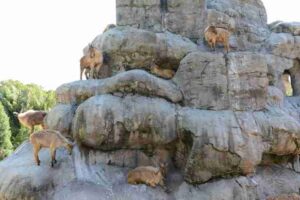 Read more about the article 悉尼动物园 TARONGA ZOO （2013.11.26）