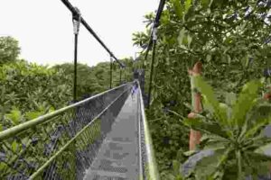 Read more about the article 麦里芝水库的树顶吊桥（TreeTop Walk）