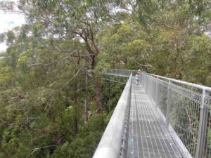 Read more about the article 2013.12.2 ILLAWARRA FLY TREE TOP WALK