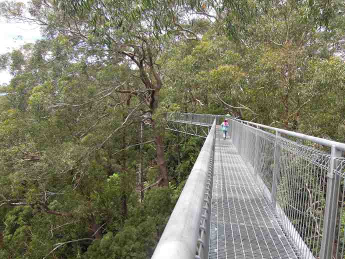 You are currently viewing 2013.12.2 ILLAWARRA FLY TREE TOP WALK