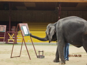 Read more about the article AFAMOSA动物园里的大象表演