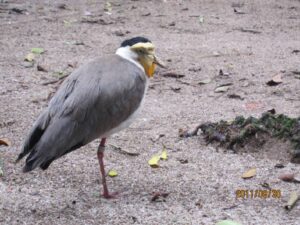 Read more about the article 去不厌的鸟公园