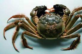 You are currently viewing 大闸蟹 (2009-12-23 11:03:22)