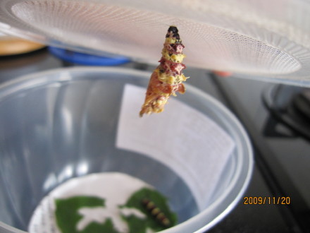 化蝶 (2009-11-30 10:38:30)