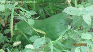 Read more about the article 回家了